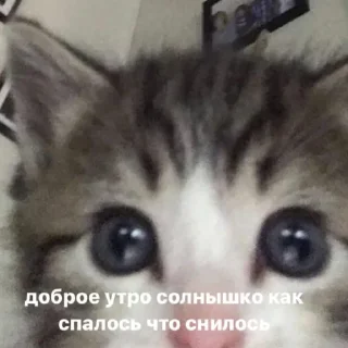 Sticker from пикчи!!