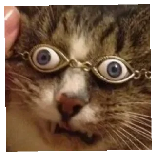 😄 emoji Китти Крейзи Кэт Telegram sticker 12 of 13