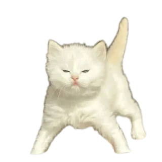 🐱 emoji Аслан лох Telegram sticker 23 of 75