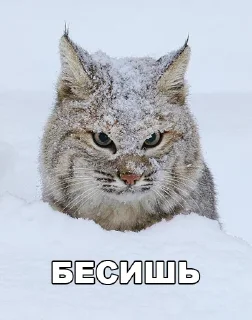 😾 emoji Special for… Telegram sticker 9 of 49