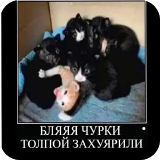 👍 emoji Киски Telegram sticker 11 of 56