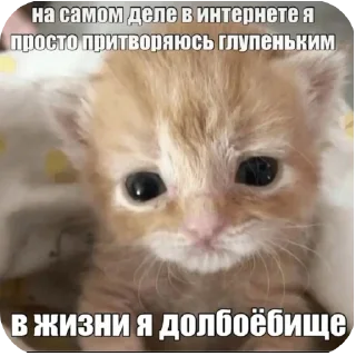 👍 emoji Киски Telegram sticker 20 of 56