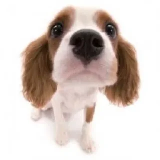 🤓 emoji The Dog Telegram sticker 7 of 32