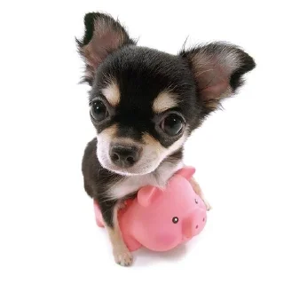 🐷 emoji The Dog Telegram sticker 13 of 32