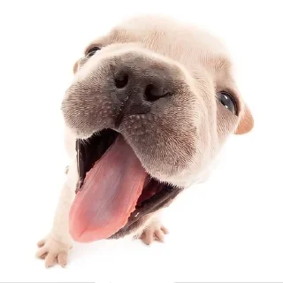 😝 emoji The Dog Telegram sticker 14 of 32