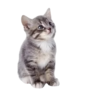 🙄 emoji 🏕️ Палатка – @DEPALATKA Telegram sticker 11 of 20