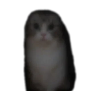🐱 emoji Стики влада Telegram sticker 1 of 53