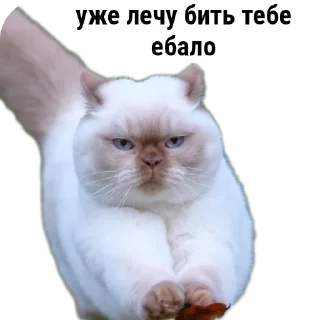 🐱 emoji Стики влада Telegram sticker 22 of 53