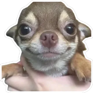 🙂 emoji Псинки Telegram sticker 13 of 26