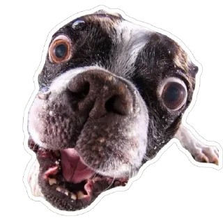 🤯 emoji Псинки Telegram sticker 10 of 26