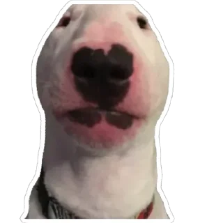 😐 emoji Псинки Telegram sticker 6 of 26