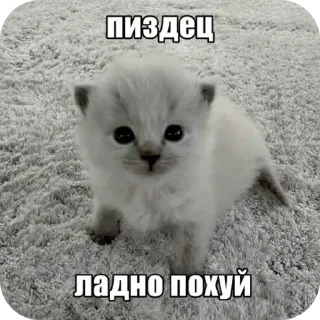 🐱 emoji Шиза Telegram sticker 16 of 118
