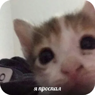 🐱 emoji Шиза Telegram sticker 20 of 118
