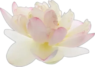 🌟 emoji 🌷|𝑓𝑙𝑜𝑤𝑒𝑒𝑒𝑟𝑠|🌷 Telegram sticker 10 of 35