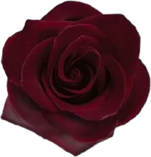 🌟 emoji 🌷|𝑓𝑙𝑜𝑤𝑒𝑒𝑒𝑟𝑠|🌷 Telegram sticker 4 of 35
