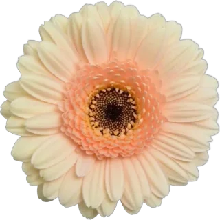 🌟 emoji 🌷|𝑓𝑙𝑜𝑤𝑒𝑒𝑒𝑟𝑠|🌷 Telegram sticker 13 of 35