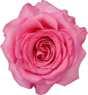 🌟 emoji 🌷|𝑓𝑙𝑜𝑤𝑒𝑒𝑒𝑟𝑠|🌷 Telegram sticker 17 of 35