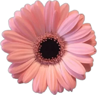🌟 emoji 🌷|𝑓𝑙𝑜𝑤𝑒𝑒𝑒𝑟𝑠|🌷 Telegram sticker 7 of 35