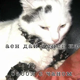🌟 emoji Важные переговоры Telegram sticker 6 of 21