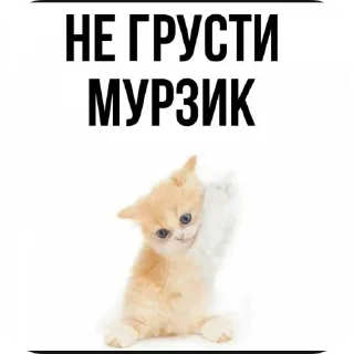 🐶 emoji Мурзик😸 Telegram sticker 11 of 21