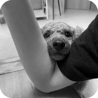🐶 emoji чб хонсам. Telegram sticker 9 of 15