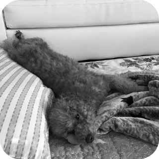 🐶 emoji чб хонсам. Telegram sticker 8 of 15