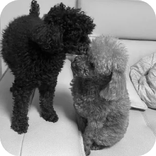 🐶 emoji чб хонсам. Telegram sticker 15 of 15