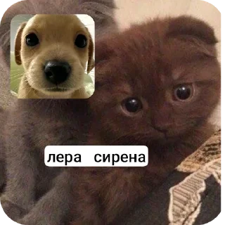 🐱 emoji puppy Telegram sticker 22 of 39