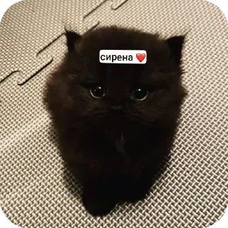 🐱 emoji puppy Telegram sticker 20 of 39