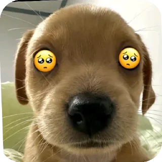 🐶 emoji puppy Telegram sticker 10 of 39