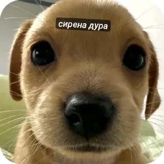 🐶 emoji puppy Telegram sticker 6 of 39