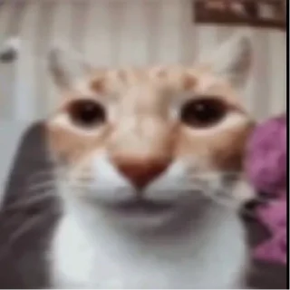 😐 emoji cats Telegram sticker 8 of 16