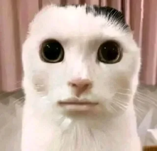 😐 emoji ramenam Telegram sticker 16 of 112