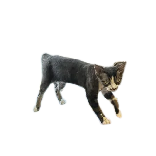 🐱 emoji Котик-йодик Telegram sticker 24 of 42