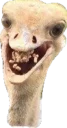 😀 emoji Всратые животные Telegram sticker 17 of 37