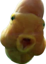😮 emoji Всратые животные Telegram sticker 7 of 37