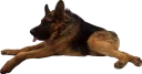 😴 emoji Всратые животные Telegram sticker 3 of 37