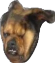 😣 emoji Всратые животные Telegram sticker 9 of 37