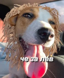 🐶 emoji джесси на каждый день Telegram sticker 18 of 22