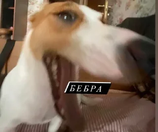 🐶 emoji джесси на каждый день Telegram sticker 14 of 22