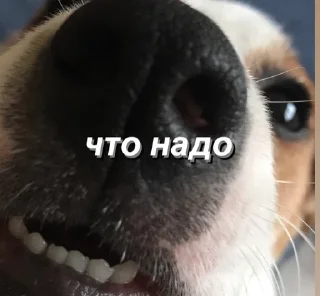 Sticker from джесси на каждый день