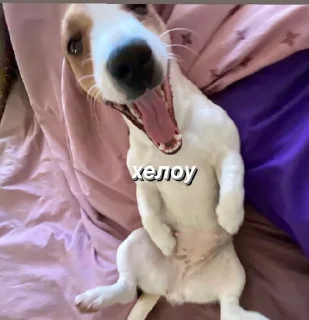 🐶 emoji джесси на каждый день Telegram sticker 6 of 22
