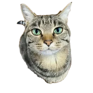 🐱 emoji Lele Telegram sticker 15 of 107