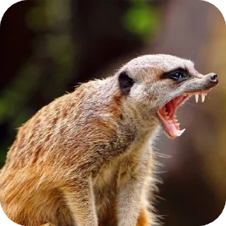 🤬 emoji Кира хорошая)) @DADADA_BA127 Telegram sticker 9 of 80