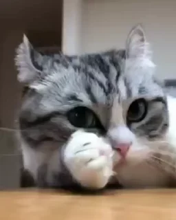 😼 emoji Коты • @WeStickerbot Telegram sticker 18 of 50