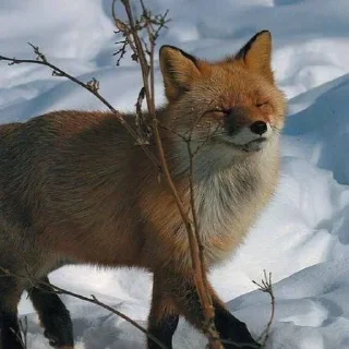 ☺ emoji ⋆｡⋆˚🦊Лисички🦊˚⋆｡⋆ Telegram sticker 19 of 31