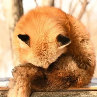 ☹️ emoji ⋆｡⋆˚🦊Лисички🦊˚⋆｡⋆ Telegram sticker 17 of 31