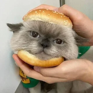 🍔 emoji коты Telegram sticker 5 of 120