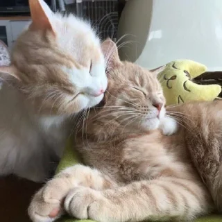 💋 emoji коты Telegram sticker 24 of 120