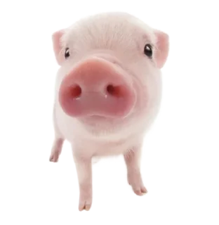 🐮 emoji ۰. ݁⸙ animals ִֶָ by @m2e58l Telegram sticker 21 of 32